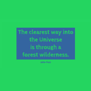 John Muir The clearest way into the Universe is through a forest wilderness.